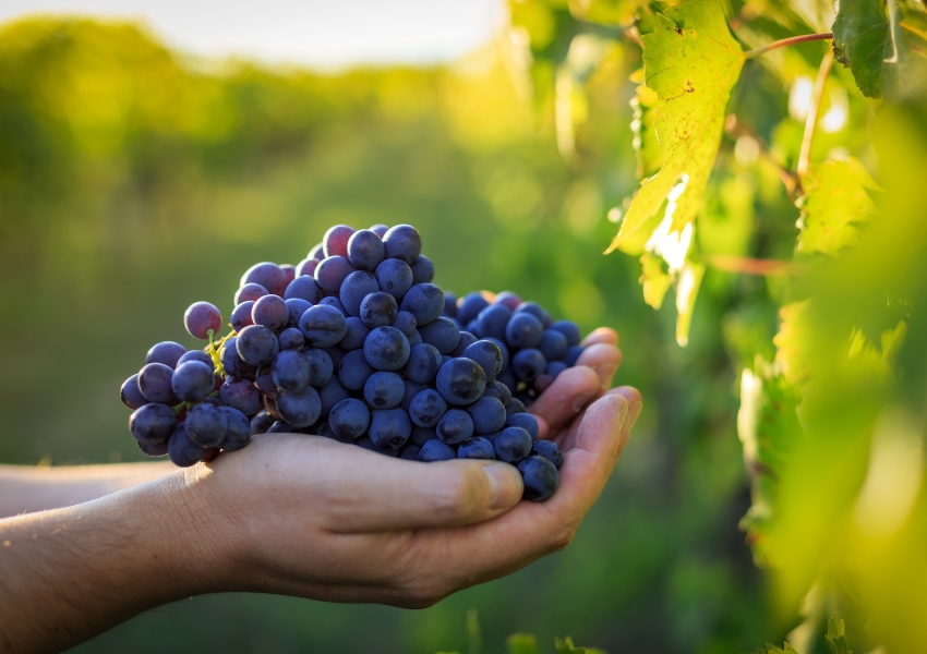 Fabricantes de vinagres a granel