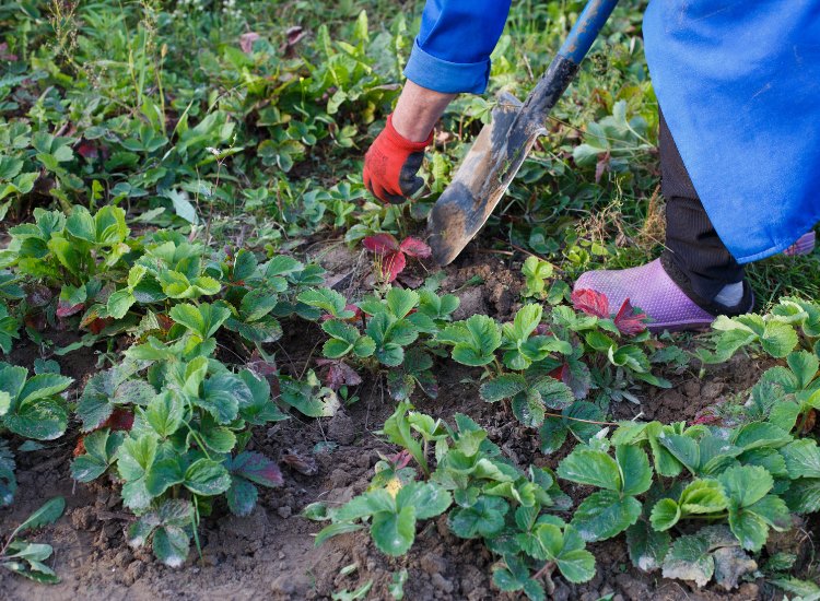 vinagre para la agricultura 4 Vinagres a Granel