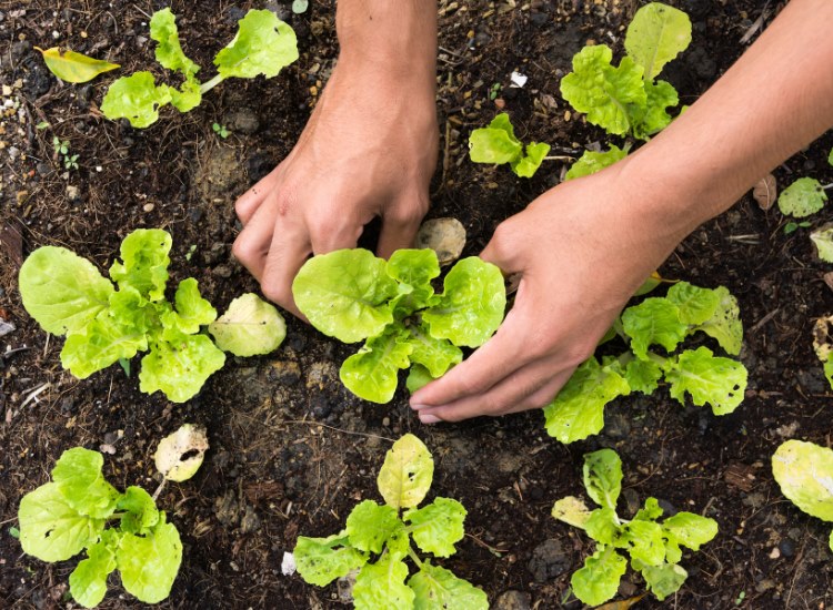 vinagre para la agricultura 5 Vinagres a Granel